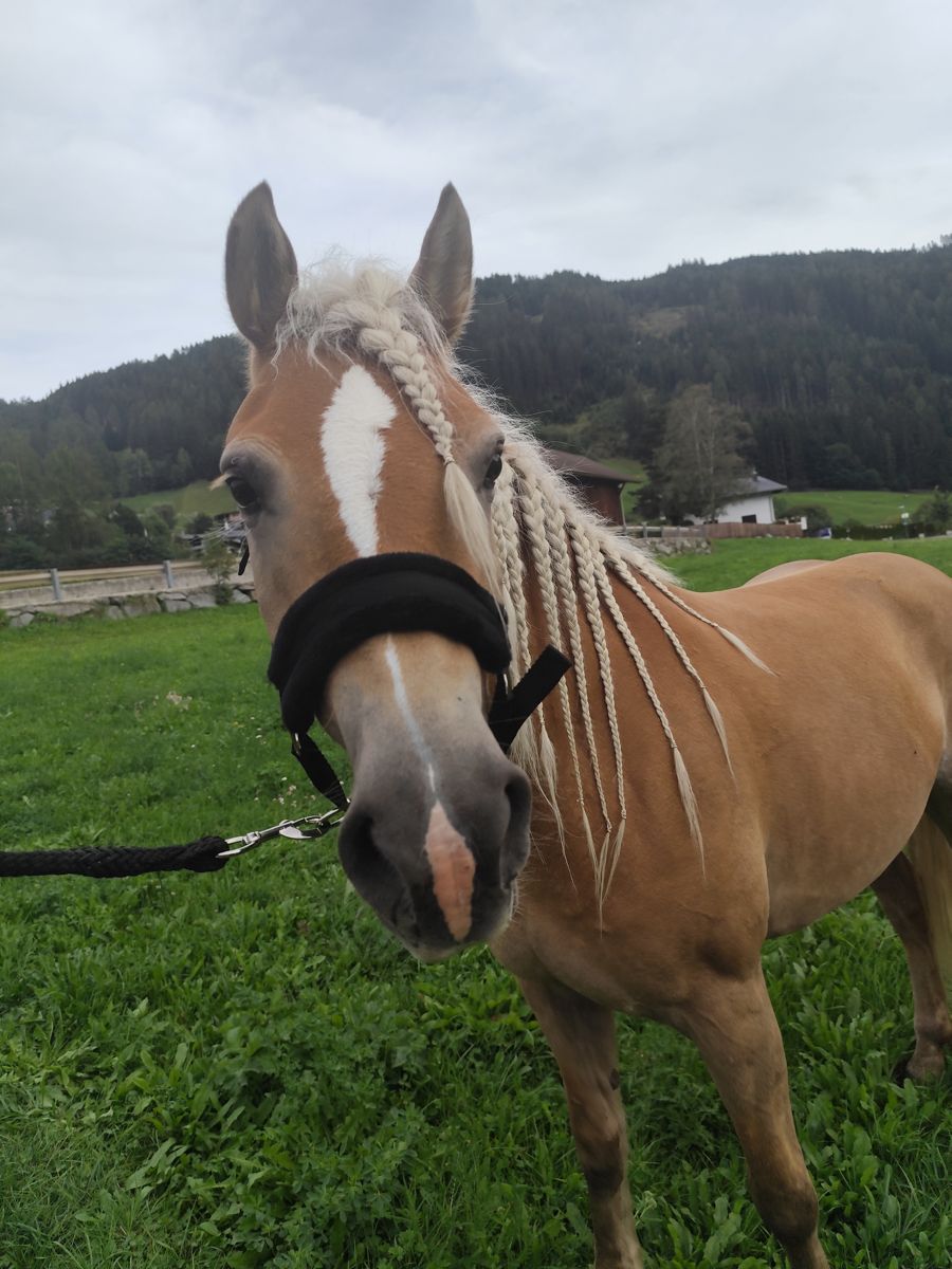Pferd mit geflochtener Mähne